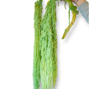 Amaranthus flowers prepared apple green