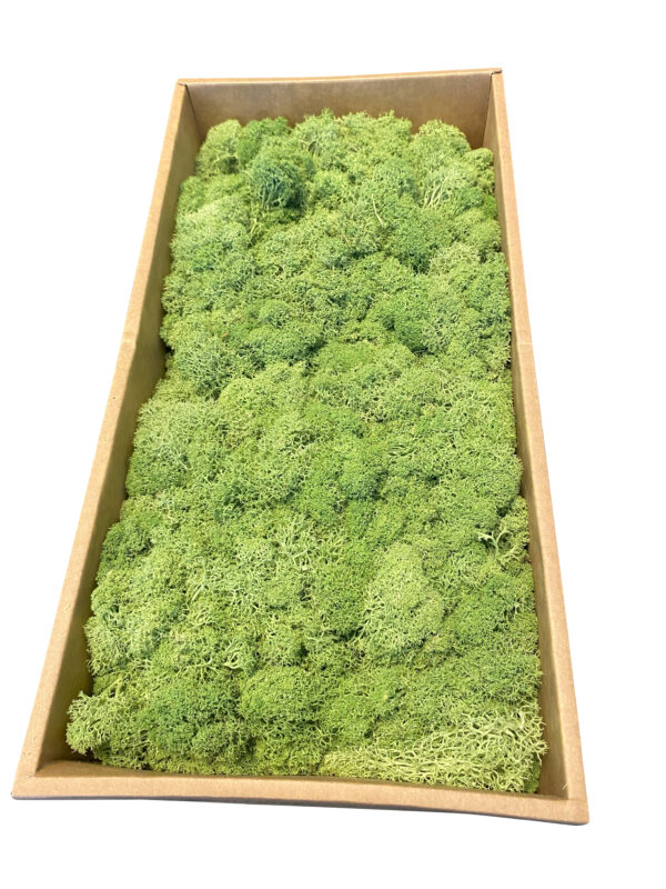 Rendiermos mediumgroen 500 gram