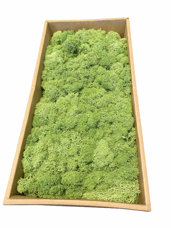 Rendiermos mediumgroen 500 gram - Afbeelding 2